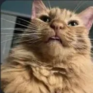 Just A Cat