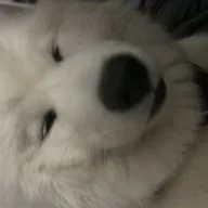 ThunderBird