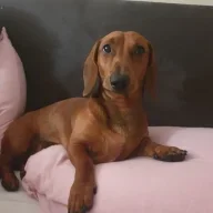 mongchopz