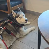 Tator