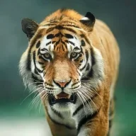 wildcat0367