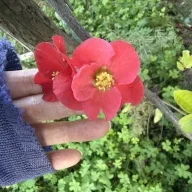 RoseRose