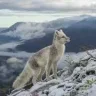 articfox