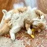 catwitch
