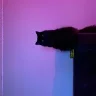 PunctiliousKitten