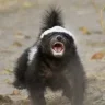 peppypineapple