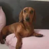 mongchopz