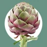 Artichoke