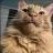 Just A Cat
