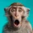 Tirzmonkey
