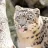 Snep